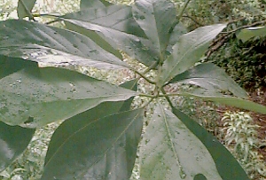fresh leaves (photo from botany.hawaii.edu)